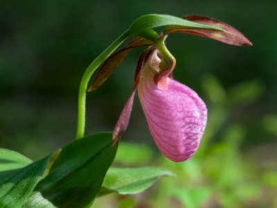 Pink Lady's Slipper Orchid