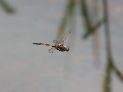 Beaverpond Baskettail Dragonfly