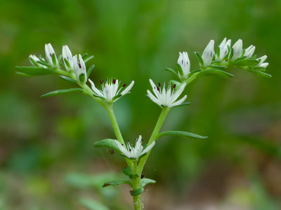 Wild Stonecrop