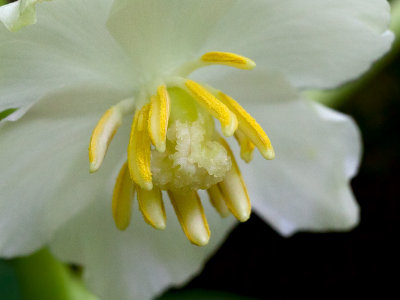 Mayapple Close-up