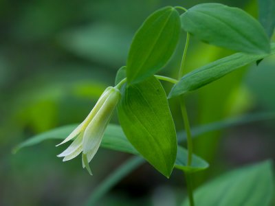 Perfoliate Bellwort