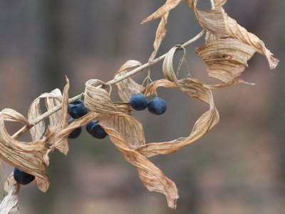 Hairy Solomon's Seal Berries