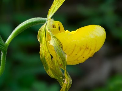 Yellow Ladys Slipper Orchid