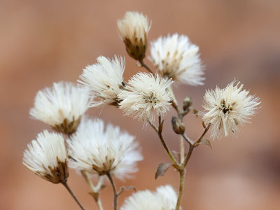 White Wood Aster Seeds