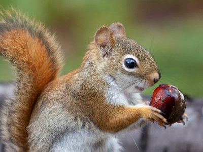Red Squirrel with Horse Chestnut