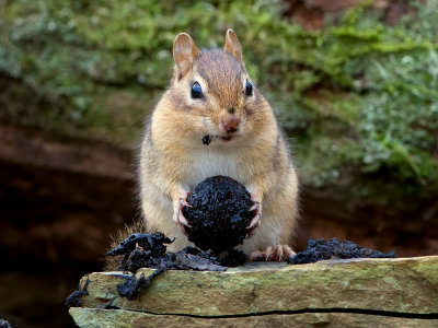 Chipmunk with Black Walnut