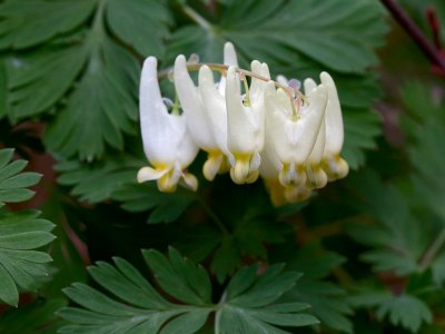 Dutchman's Breeches