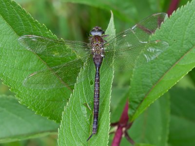 Shadow Darner Dragonfly