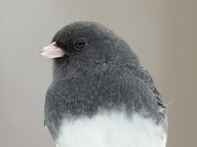 Junco