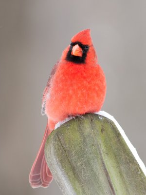 Cardinal