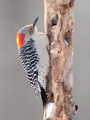 Red-bellied Woodpecker