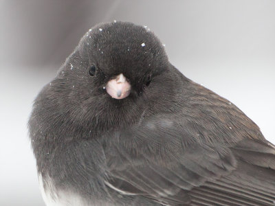 Junco