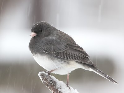 Junco