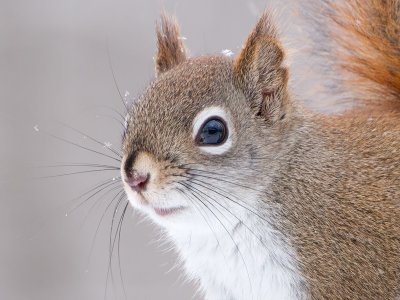Red Squirrel