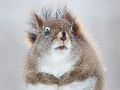 Red Squirrel