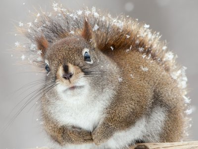 Red Squirrel