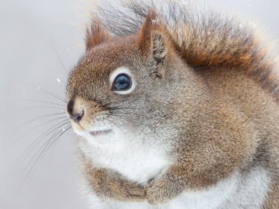 Red Squirrel