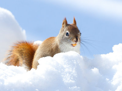 Red Squirrel Angel?