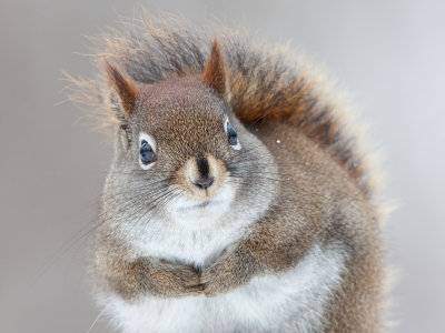 Red Squirrel