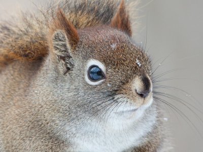 Red Squirrel