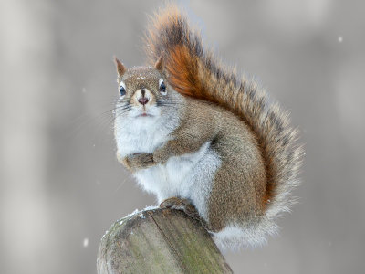 Red Squirrel