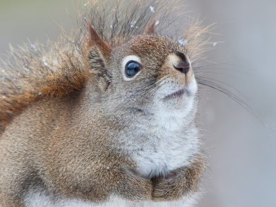 Red Squirrel