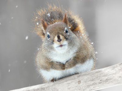 Red Squirrel