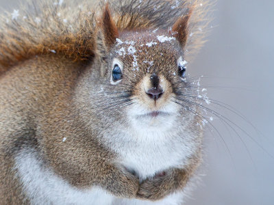 Red Squirrel