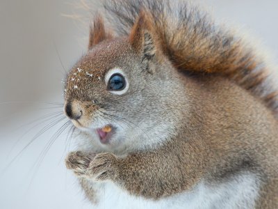 Red Squirrel Eating Peanut Butter