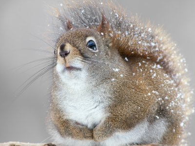 Red Squirrel