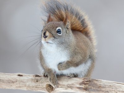 Red Squirrel
