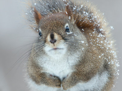 Red Squirrel