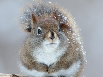 Red Squirrel