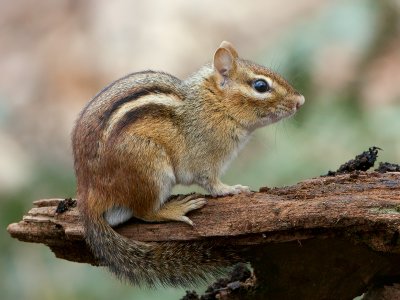 Chipmunk