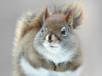Red Squirrel