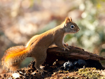 Red Squirrel