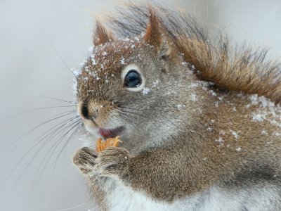 Red Squirrel with Peanut Butter