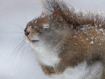 Red Squirrel