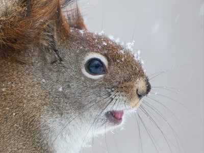 Red Squirrel