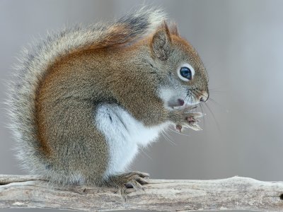 Red Squirrel