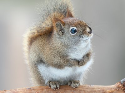 Red Squirrel