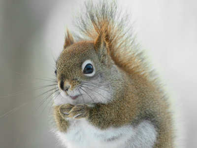 Red Squirrel