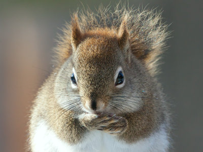 Red Squirrel