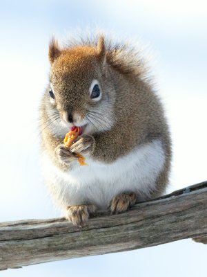Red Squirrel with Peanut Butter