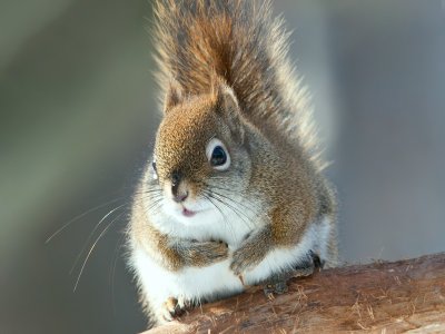 Red Squirrel