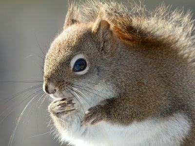 Red Squirrel