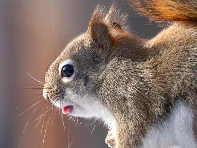 Red Squirrel