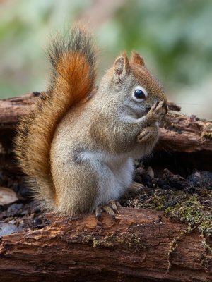 Red Squirrel