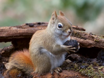 Red Squirrel with Black Walnut