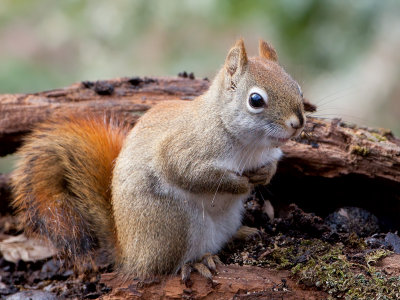 Red Squirrel